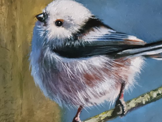 "Small bird. " bird jay 2021