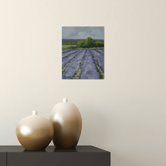 Lavender Field