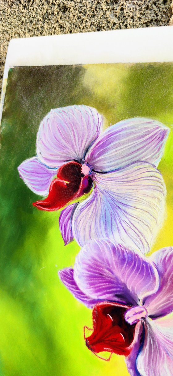 Purple orchid