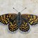 Heath Fritillary by Shayne McGirr