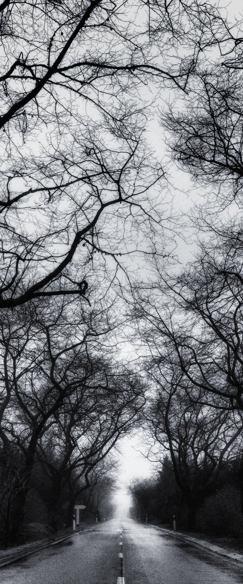 Tree-lined road in the mist by Karim Carella