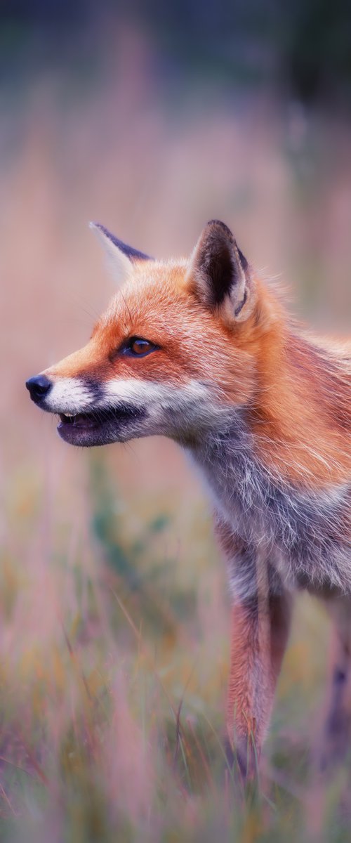 Vixen in the undergrowth by Paul Nash