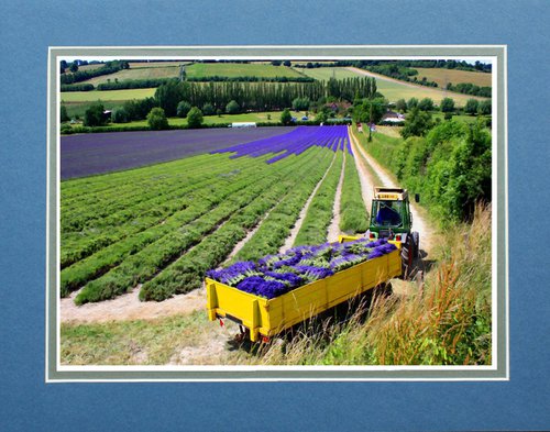 Lavender Harvest by Robin Clarke