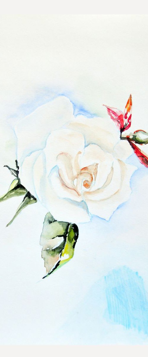 White rose painting Love Art purity happiness impressionism watercolors Roses Gift idea Wall Art White flower by Anna Brazhnikova