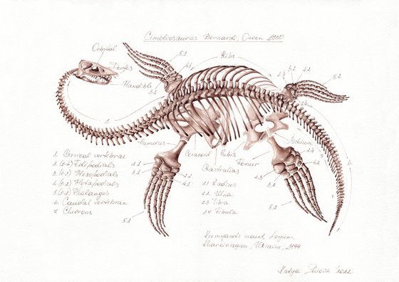 CIMOLIOSAURUS BERNARDI, Plesiosaurus from Ukraine