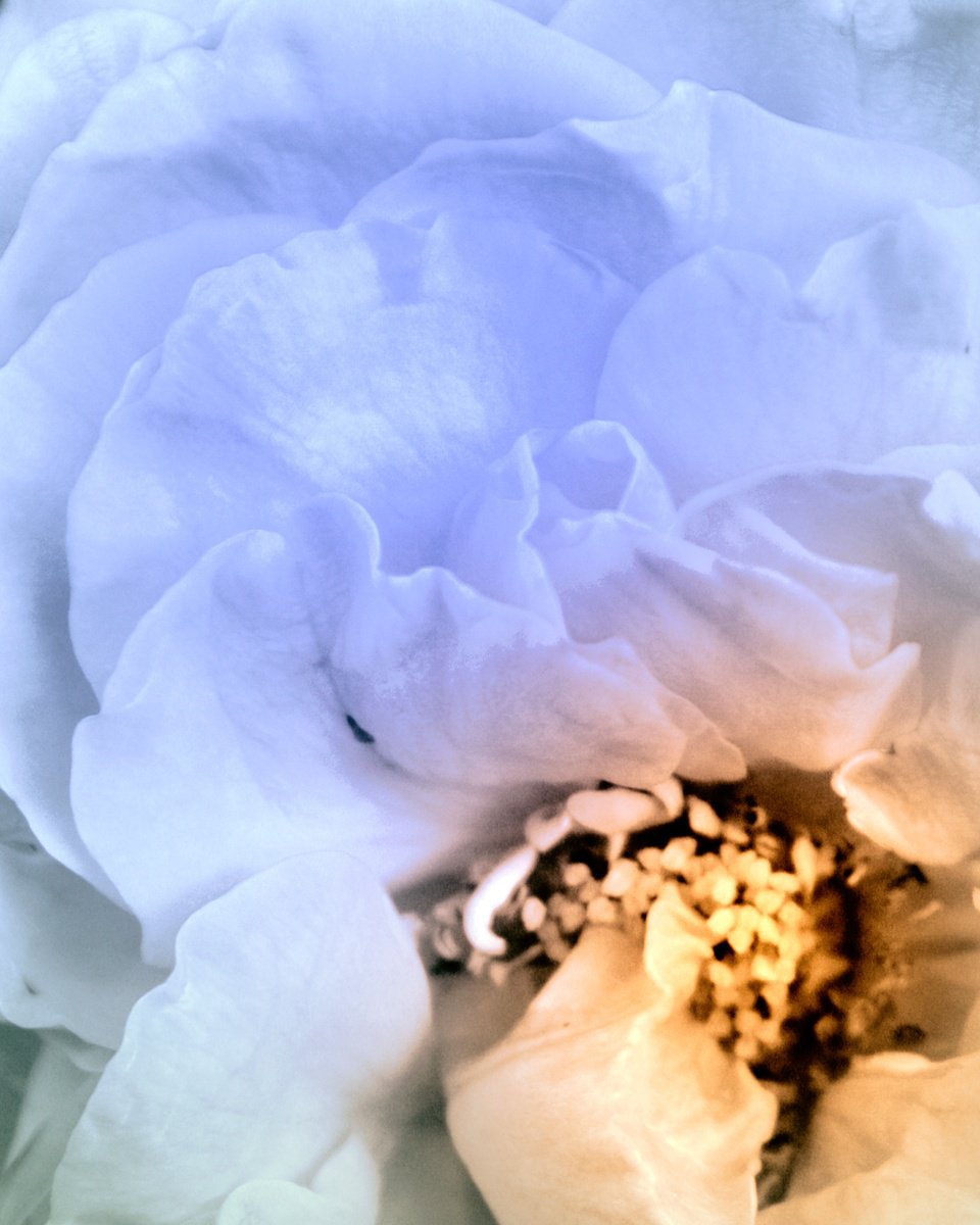 Impressionistic Botanical Photograph By William Dey, 18 X 22", Pale Blue Dot Rose, Original Artwork