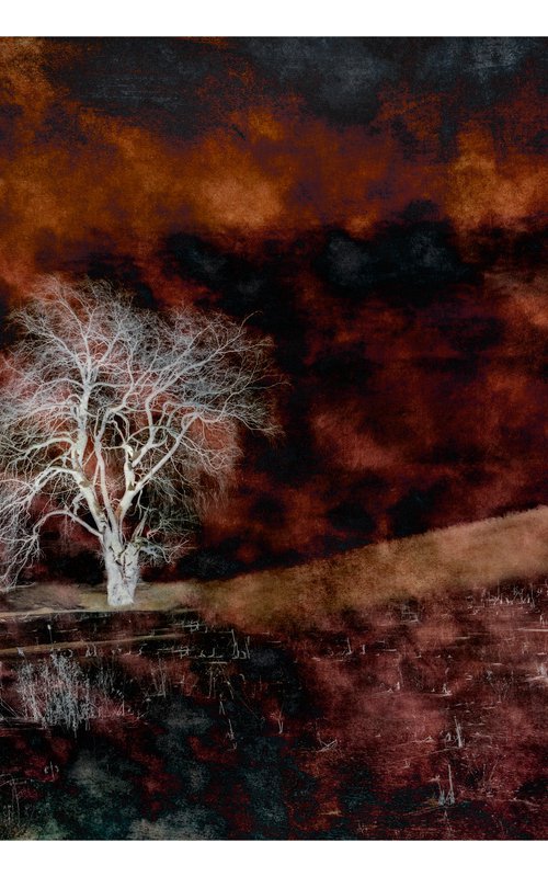 Ghost Tree - 36 x 24"-  After Series by Brooke T Ryan