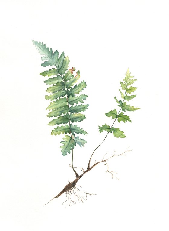Fern