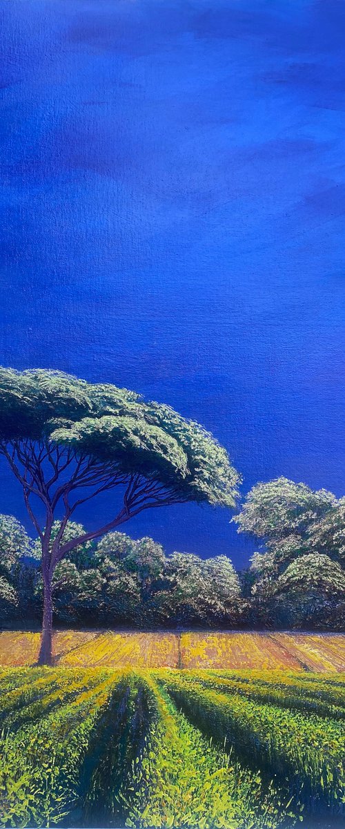 Solaris Stone Pine by Simon Jones