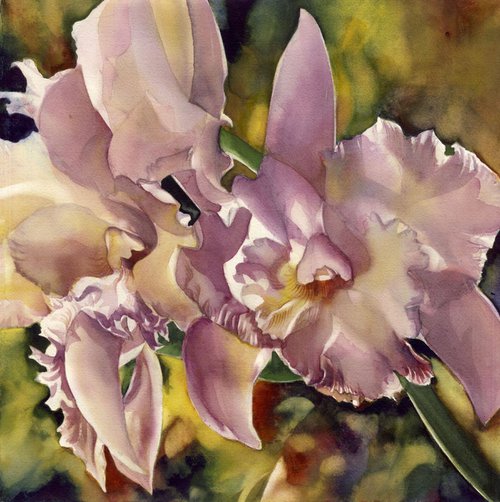 cattleya orchid with yellow by Alfred  Ng
