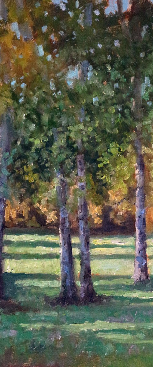 Poplars by Pascal Giroud