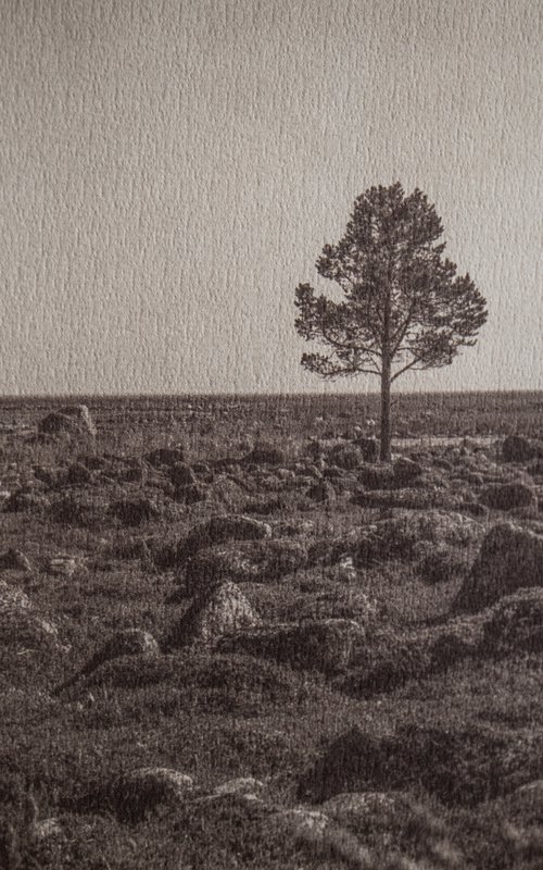 Solovki, lonely tree by Georgii Vinogradov