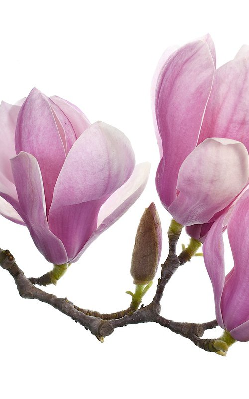 Saucer Magnolia by Nadia Culph