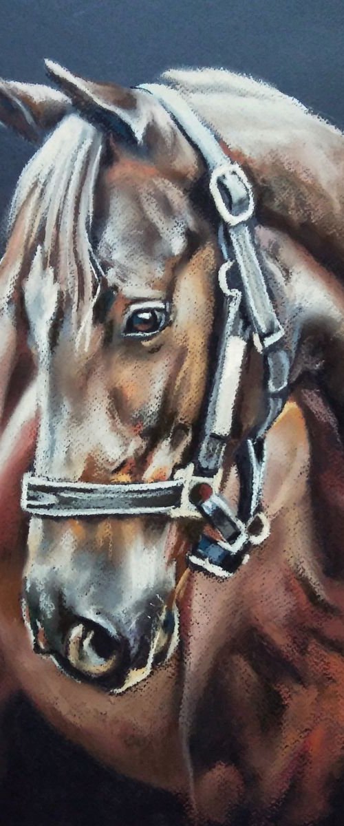 A series of horse portraits Atos by Magdalena Palega