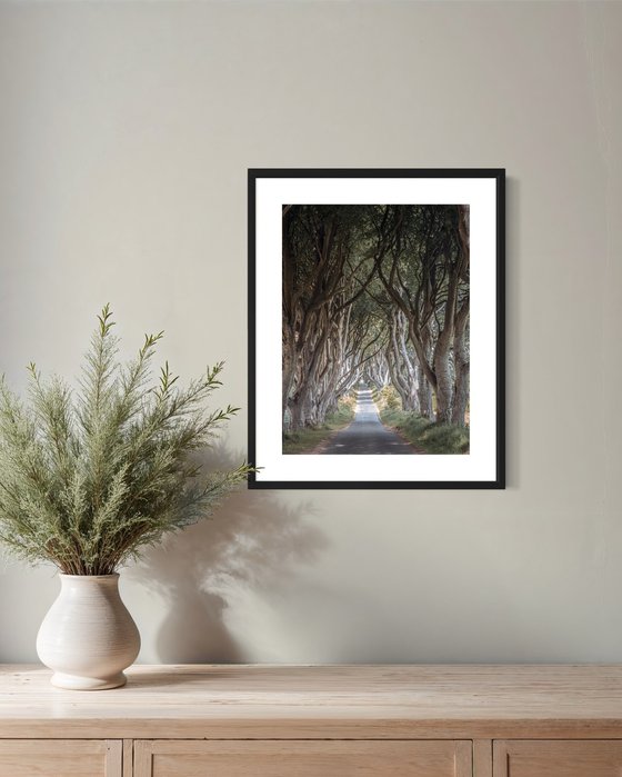THE  FANTASTIC DARK HEDGES III