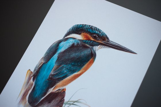 River Kingfisher - Bird Portrait