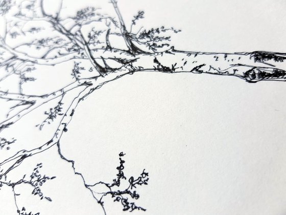 Birch on the Danube Island