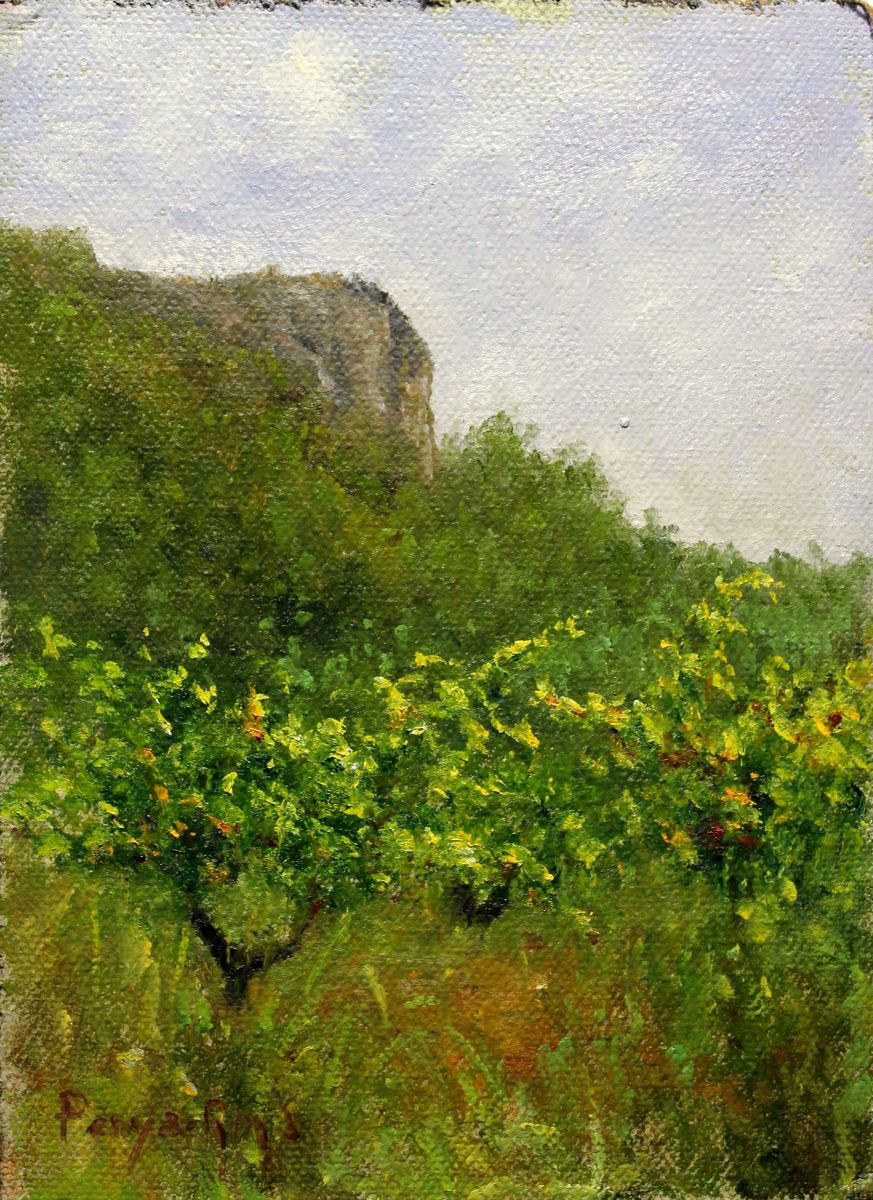 The vineyards, Sierra de Espadan by Vicent Penya-Roja