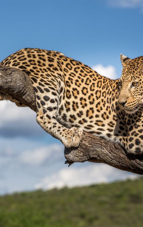 Okonjima Leopard by Kevin Standage