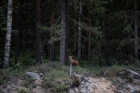 The Fox. From the Solovki serie