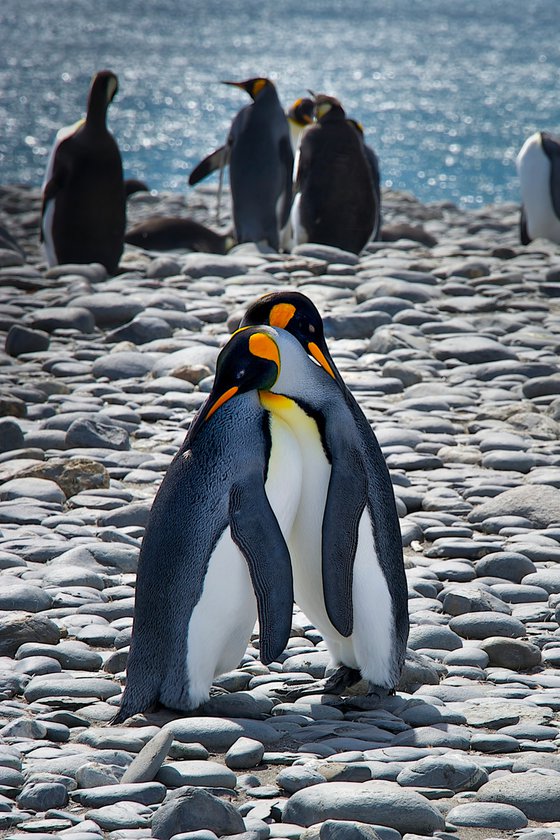 A STOLEN MOMENT...King Penguins, Antarctica