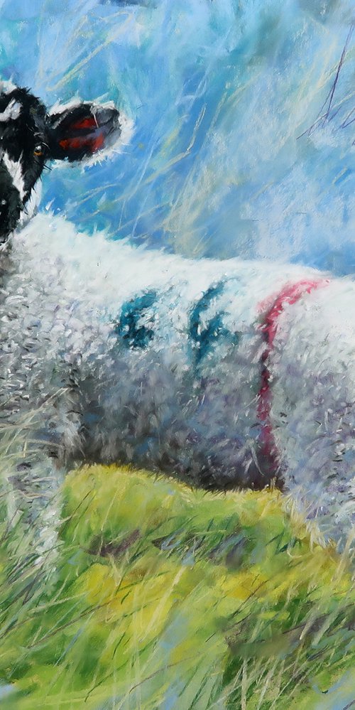 Holmfirth Lamb by Brian Halton