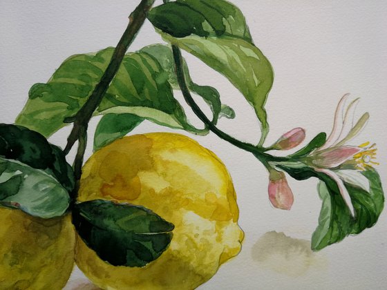 Lemons Watercolor