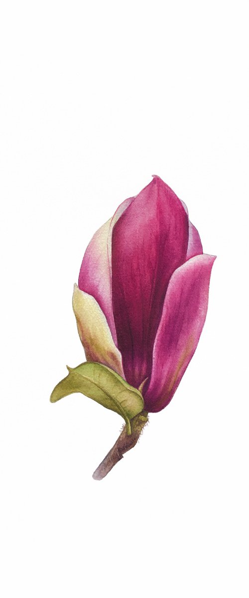 Magnolia blossom. A flower bud. Original watercolor artwork. by Nataliia Kupchyk