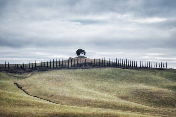 Tuscan hill with a cypress