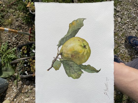 Original Watercolor Painting Apple