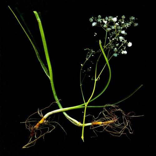 seaweed, stems and algae 2 by Jochim Lichtenberger