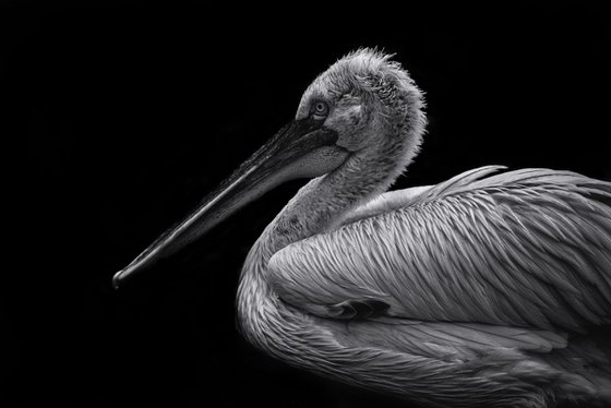 Pelican