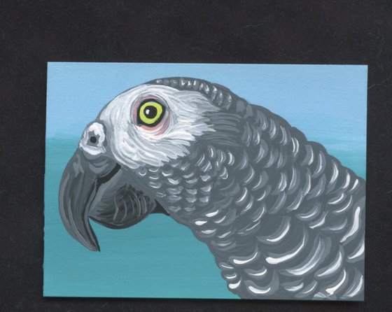 ACEO ATC Original Miniature Painting African Gray Parrot Pet Bird Art-Carla Smale