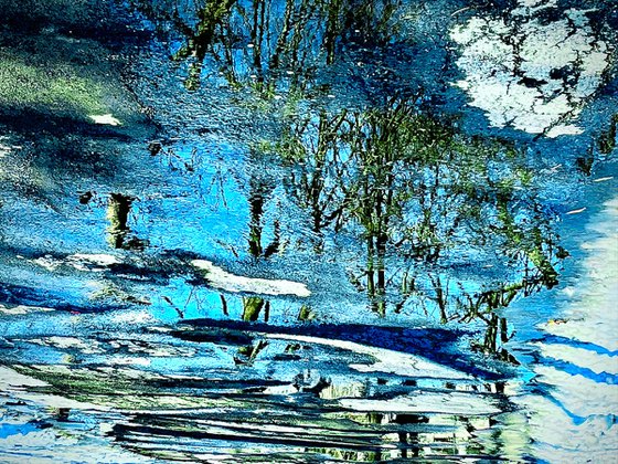 Aquatic Woods
