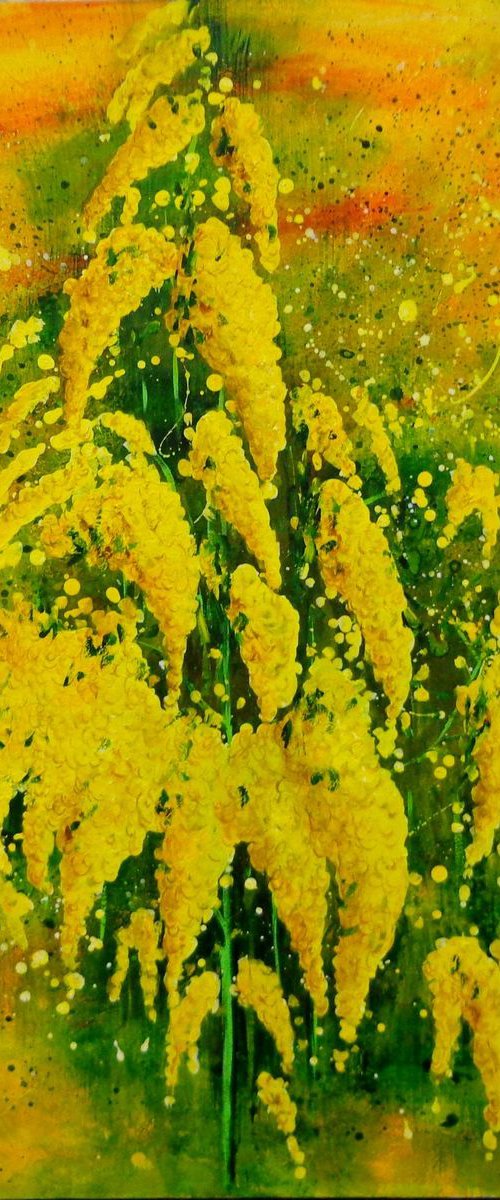 MIMOSE by Ivano Gemi Benvenuto