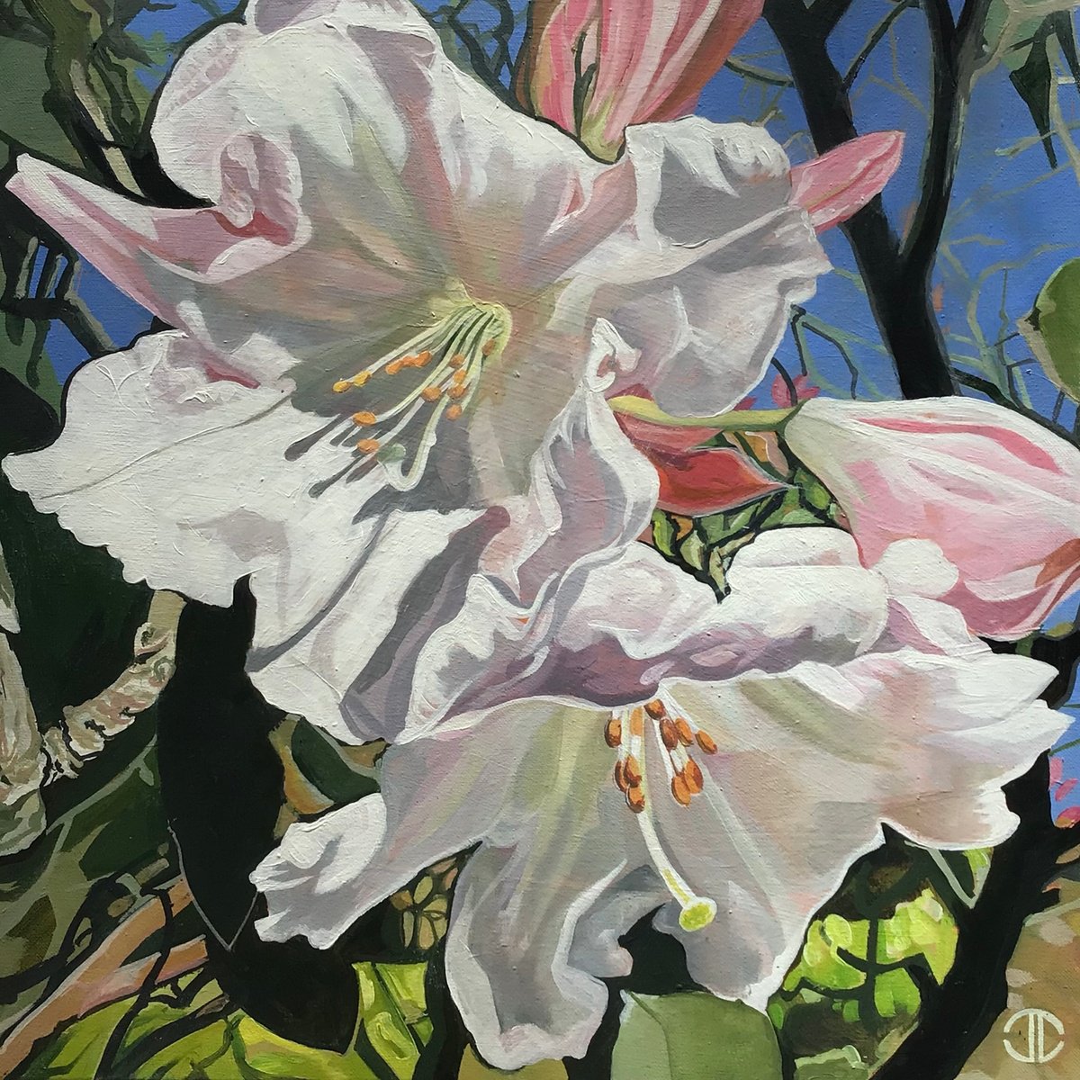  Rododendron Blossom By Joseph Lynch, 20 X 20, Artwork For Sale On Artfinder