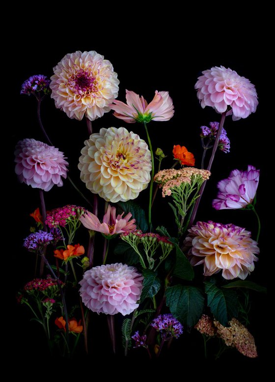 Dahlia with Achillea