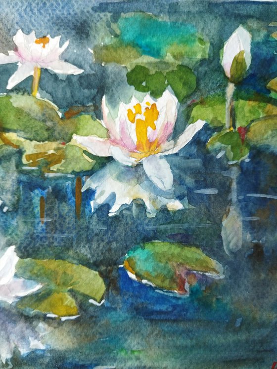 Water lily pond