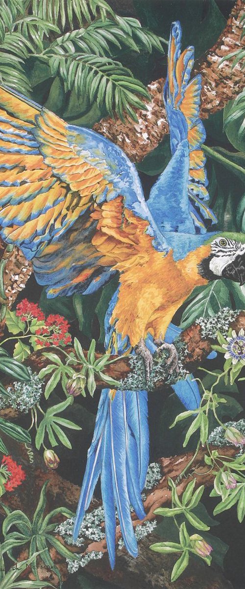 Blue & Yellow Macaw by Zoe Elizabeth Norman