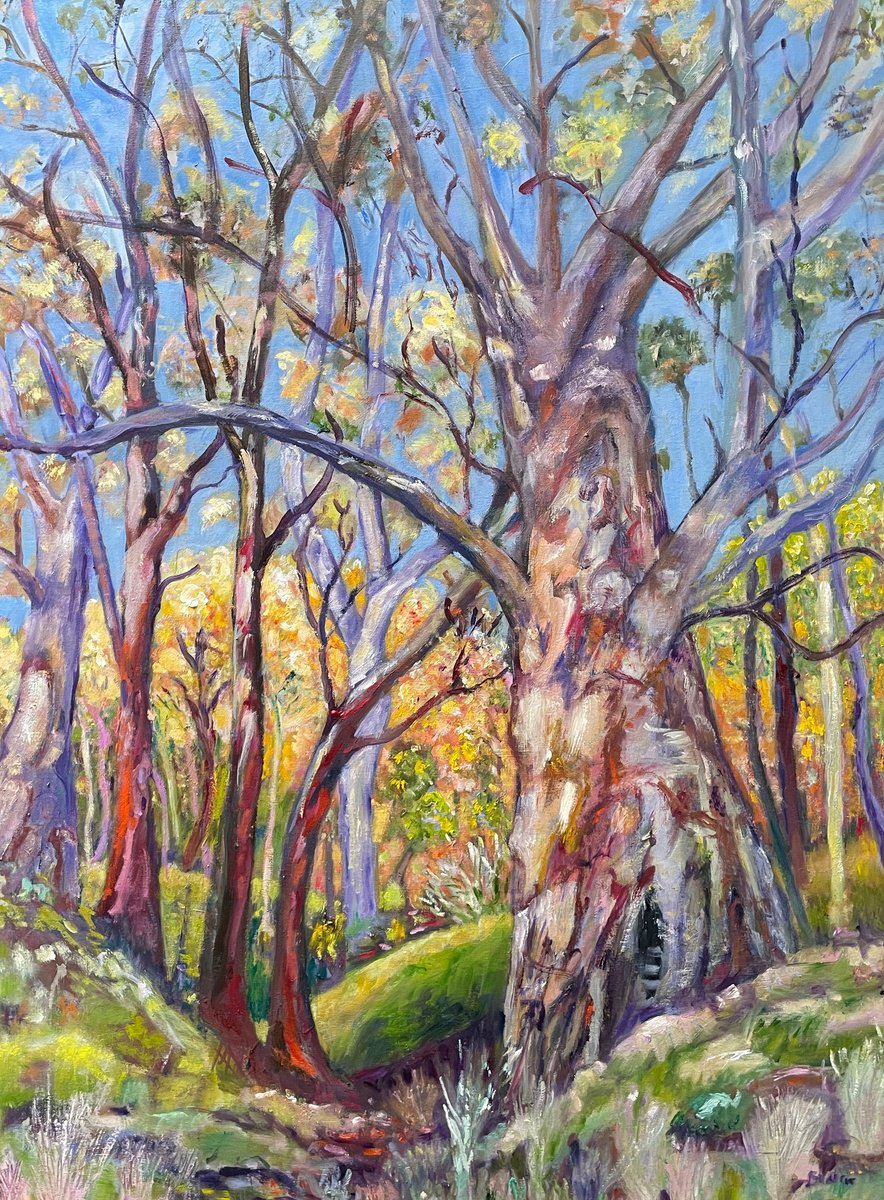 Eucalyptus Tree By Maureen Finck, 30 X 40, Artwork For Sale On Artfinder