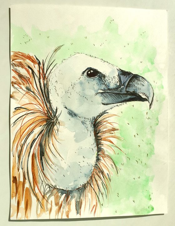 "Griffon vulture"