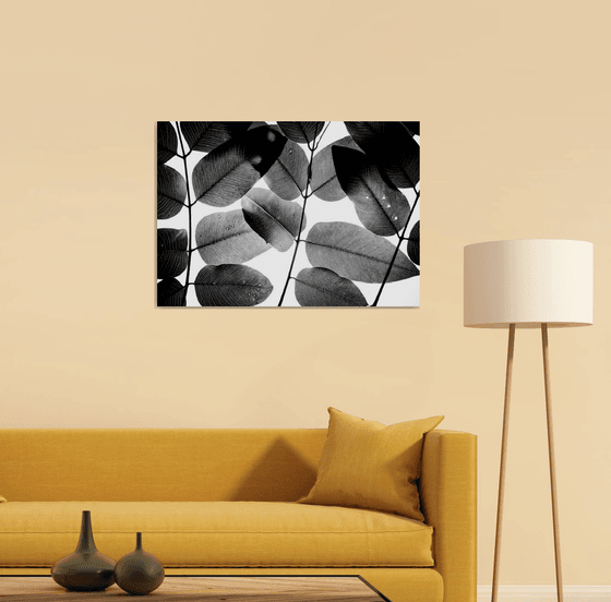 Experiments with Leaves II | Limited Edition Fine Art Print 1 of 10 | 75 x 50 cm