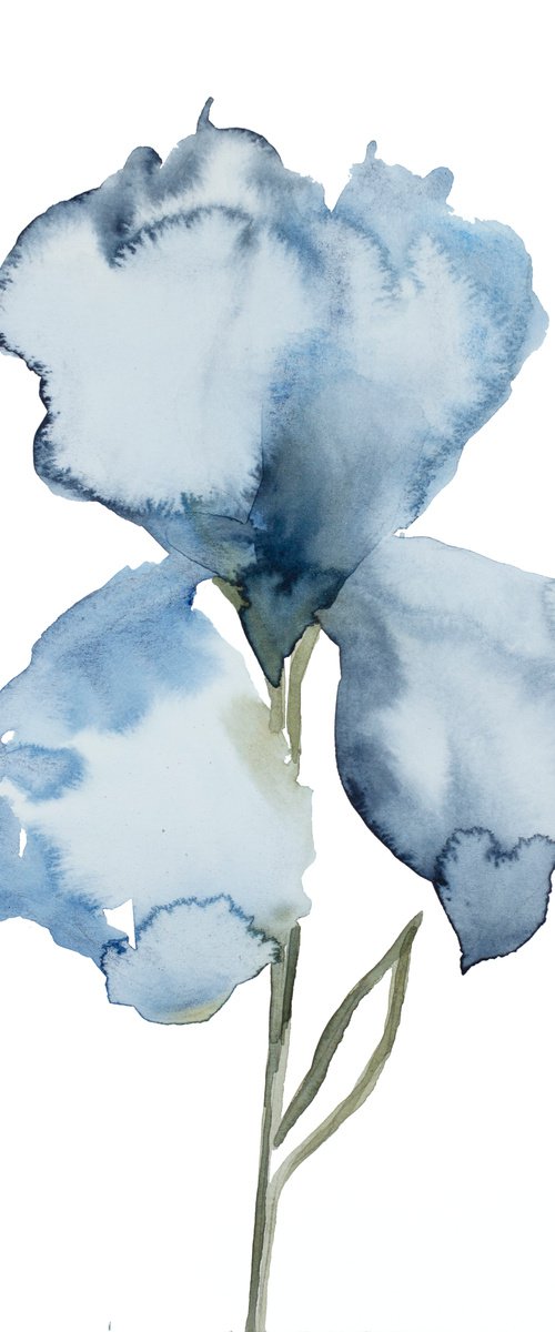 Iris No. 130 by Elizabeth Becker