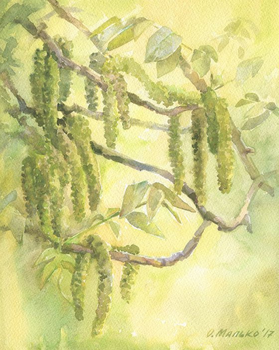Walnut bloom. Walnut tree Greenery watercolor Spring painting Green flowering branches