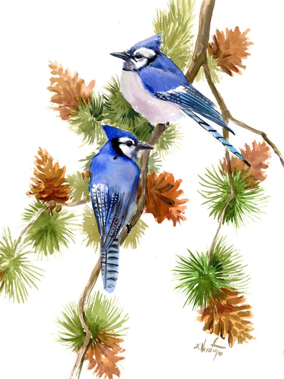 Blue Jays on the Pine