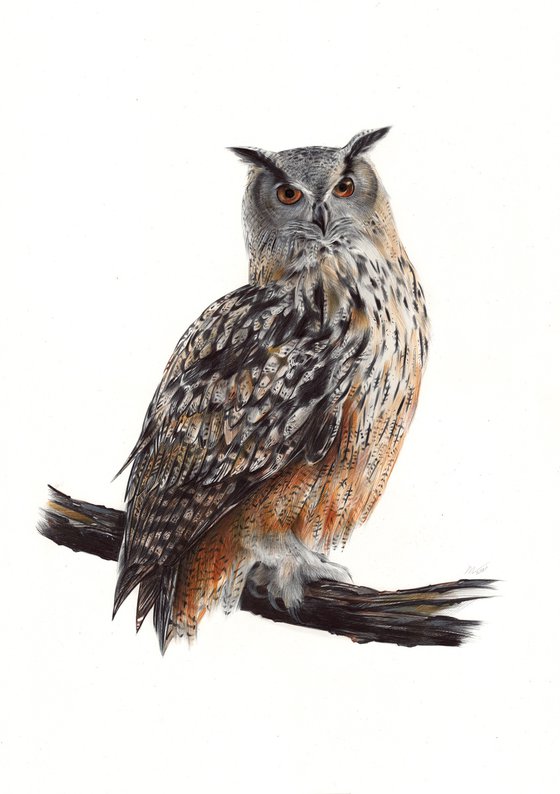 Eurasian Eagle-owl