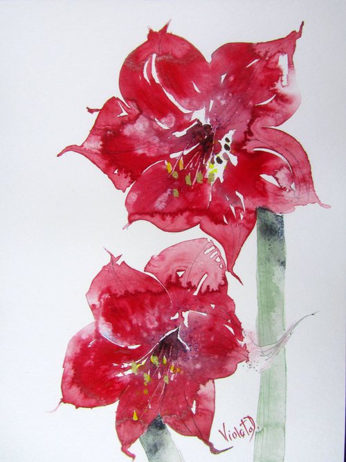 Red Amaryllis (Hippeastrum species) 2 by Violeta Damjanovic-Behrendt