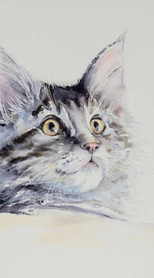 Kitten by Eve Mazur