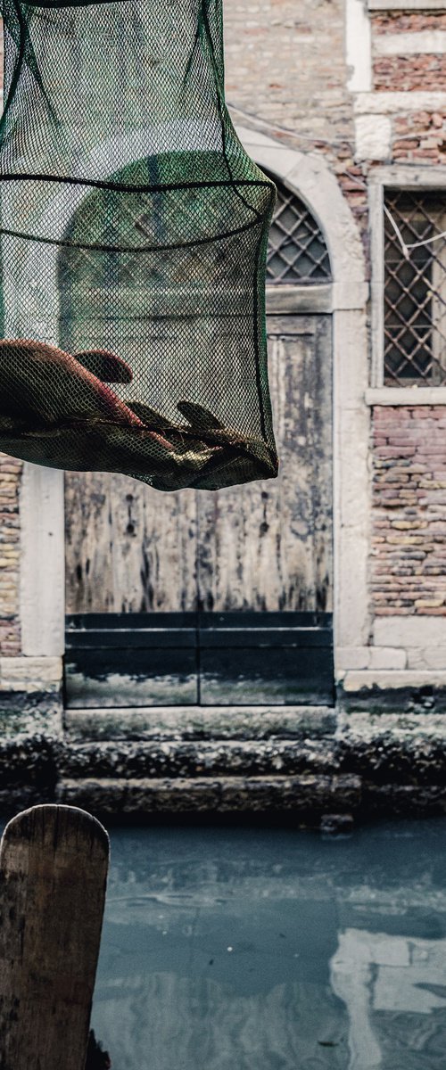 THE FISH by Fabio Accorrà