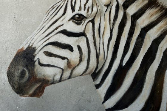 Portrait of a zebra